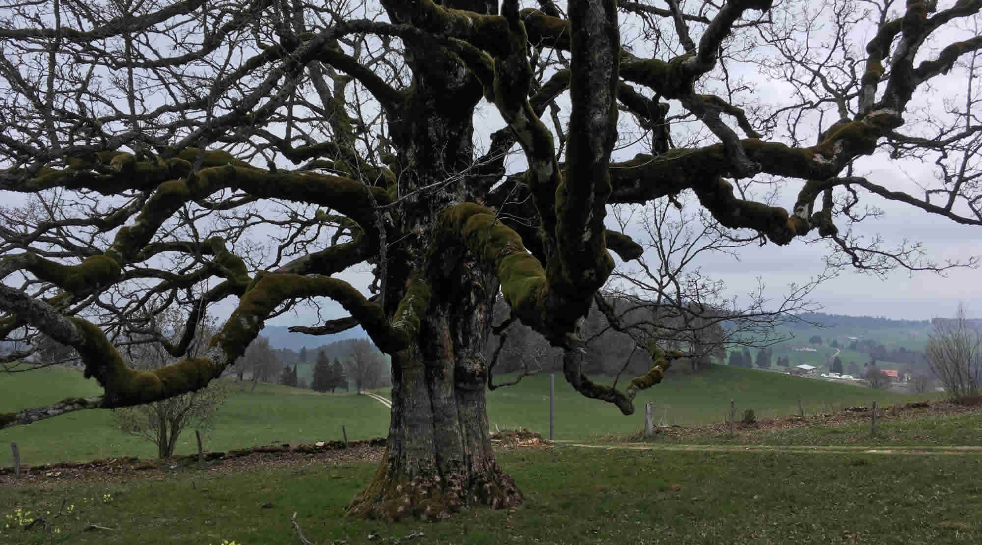 Alter Baum im Jura